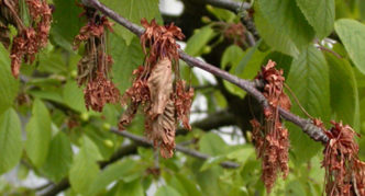 Daun kering dari moniliosis