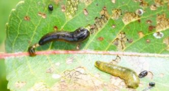 Larva Cherry Slime Sawfly di Daun Ceri