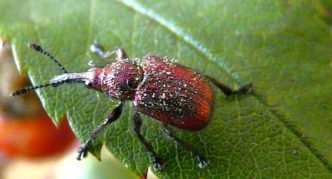 Weevil ceri manis