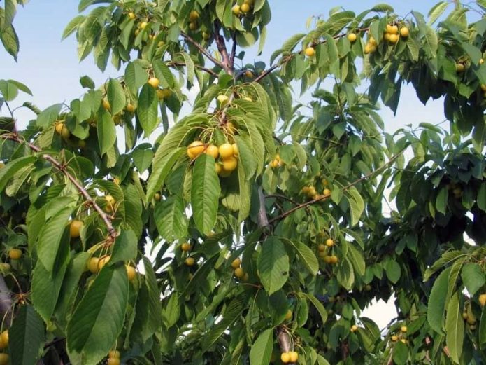 Pokok ceri kuning Drogan