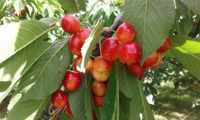 Ceri manis Napoleon merah jambu