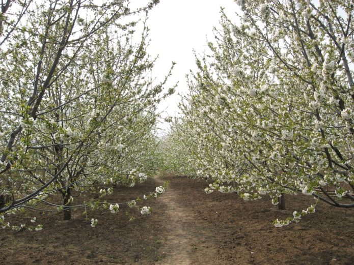 Kebun ceri