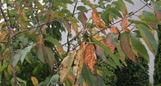 Coccomycosis pokok buah