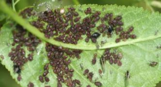 Aphid hitam