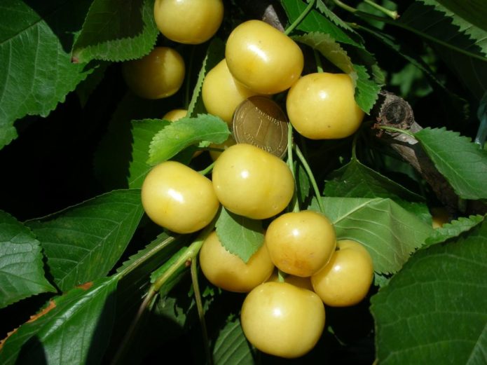 Cherry Dachnitsa