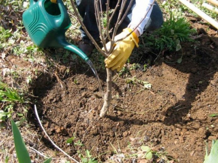 Menanam pokok ceri muda