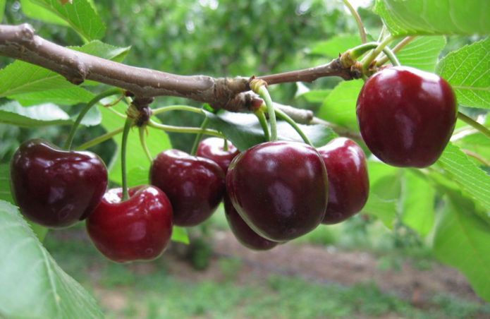 Membakar buah ceri di dahan