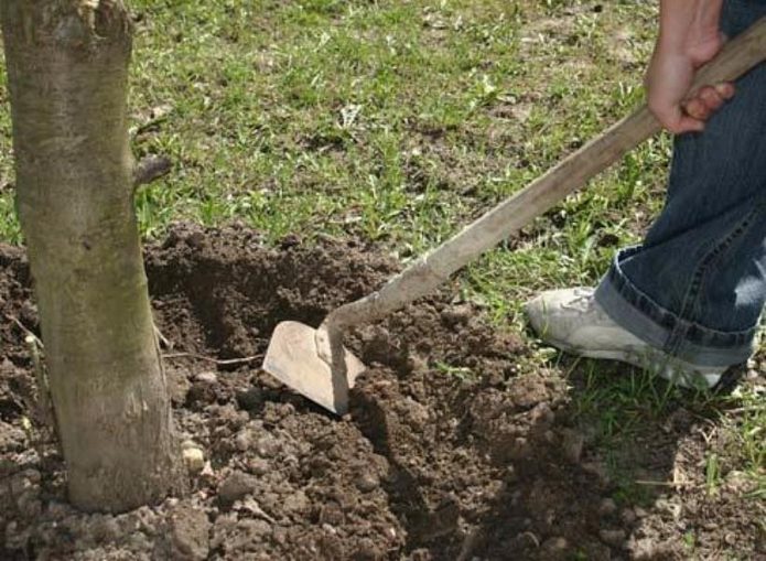 Melonggarkan tanah di bawah pokok