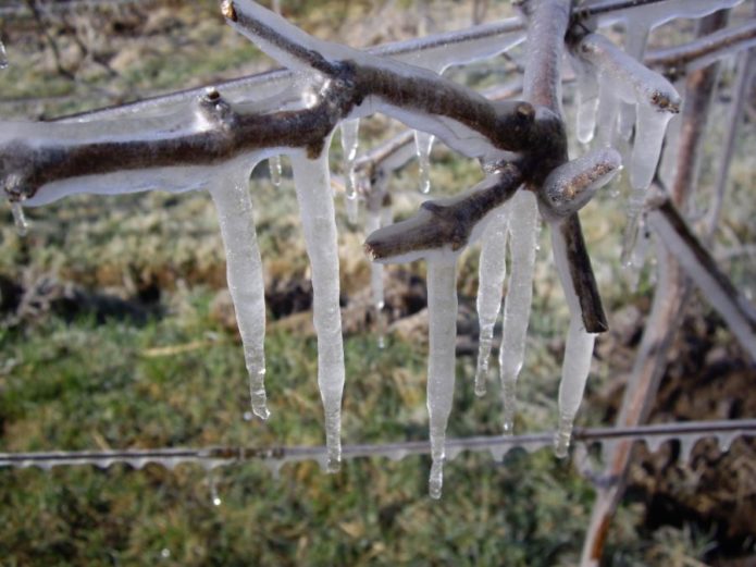 Icicles di atas pokok