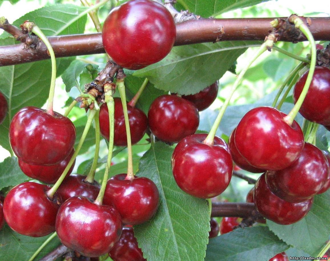 Cherry Turgenevka: penerangan dan ciri-ciri pelbagai, penanaman dan ciri penjagaan dengan foto dan ulasan