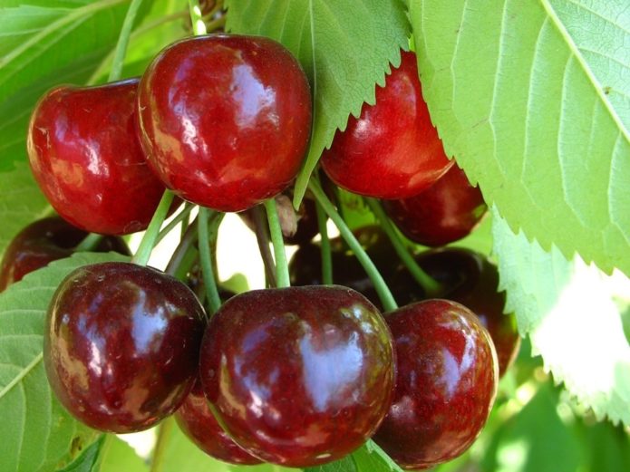 Cherry Annushka