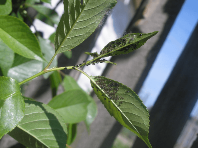 Aphid pada daun ceri