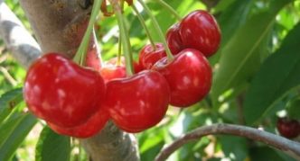 Cherry Amorel berwarna merah jambu