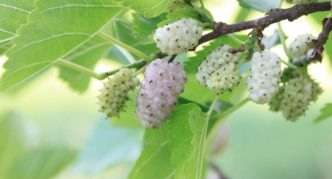 Kelembutan Mulberry White