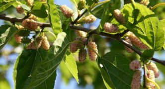 Mulberry Merezhevo