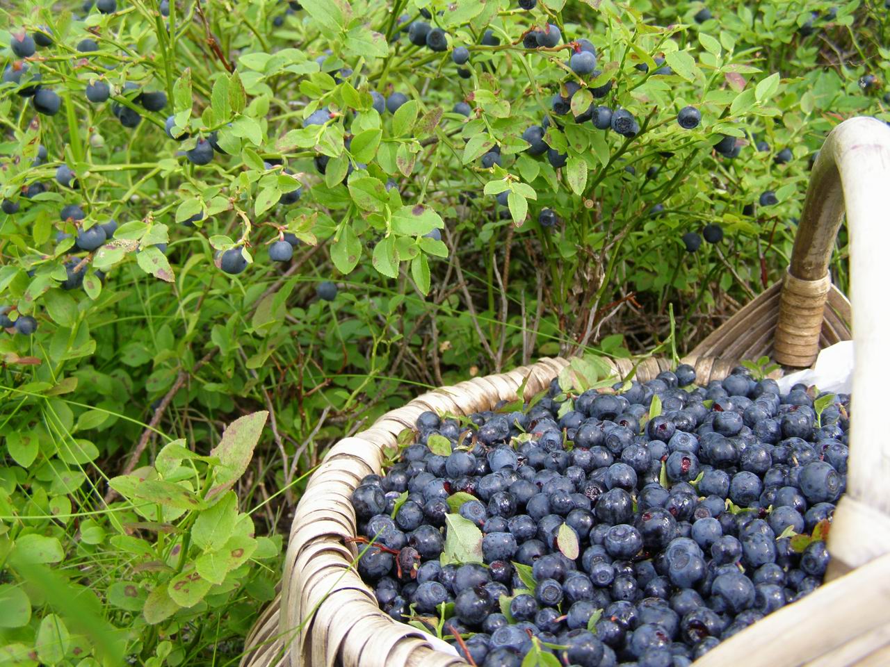 Blueberry kebun: pemilihan pelbagai dan cadangan yang semakin meningkat