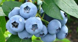 Taman blueberry Bluegold