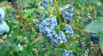 Blueberry kebun Elizabeth