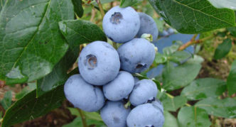 Blueberry Blue Sweden