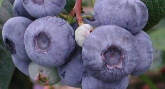 Blueberry Herbert