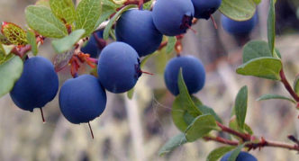 Blueberry Alvar