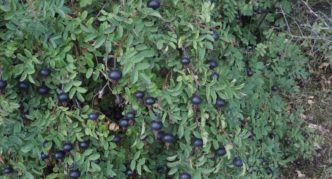 Rosehip berduri dengan buah-buahan