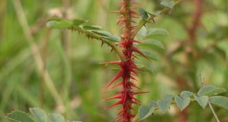 Cabang rosehip berduri