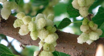 Cabang mulberry putih dengan buah-buahan