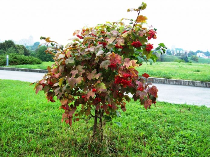 Viburnum dengan mahkota berbentuk pokok