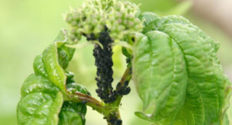 Aphid viburnum hitam