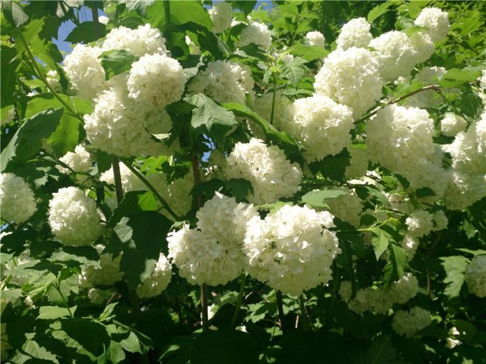 Bola Salji Viburnum