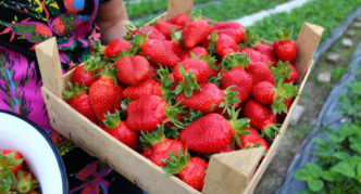 Pelbagai strawberi Ratu Elizabeth