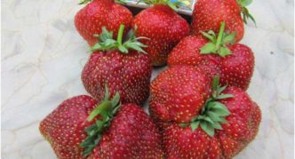 Pelbagai strawberi Jubli Moscow (Mashenka)