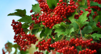 Pelbagai viburnum Maria