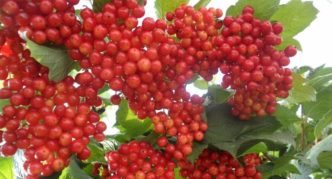 Viburnum pelbagai Ulgen