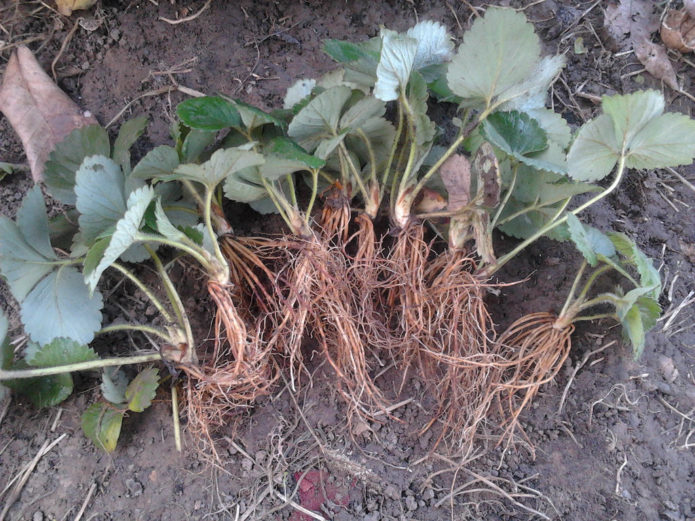 Akar anak pokok strawberi