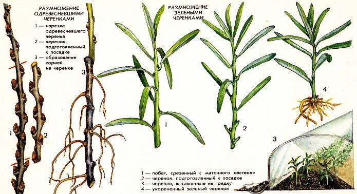 Pembiakan buckthorn laut