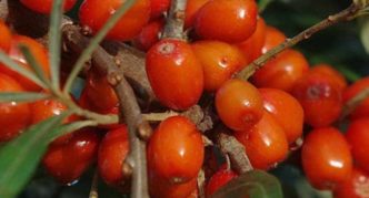 Pelbagai jenis buckthorn laut Druzhina