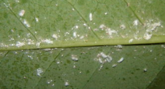 Penyakit Mealybug