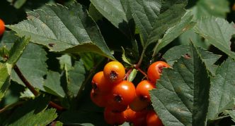 Altai hawthorn