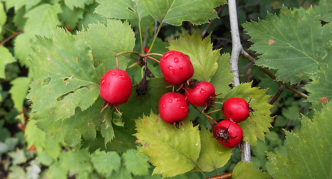 Berbentuk kipas Hawthorn