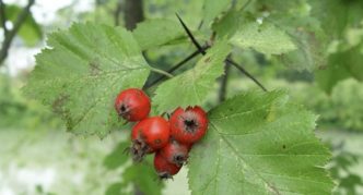 Hawthorn lembut