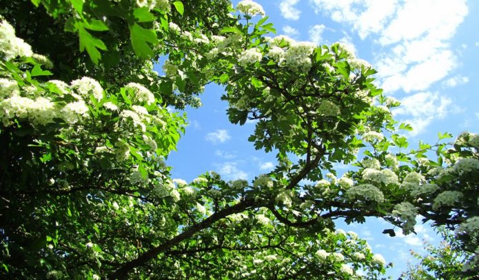 Hawthorn berbunga