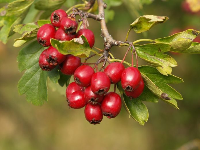 Buah Hawthorn