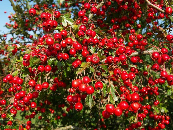 Tanaman Hawthorn di dahan