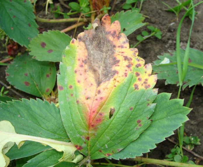 Daun strawberi terkena bintik coklat