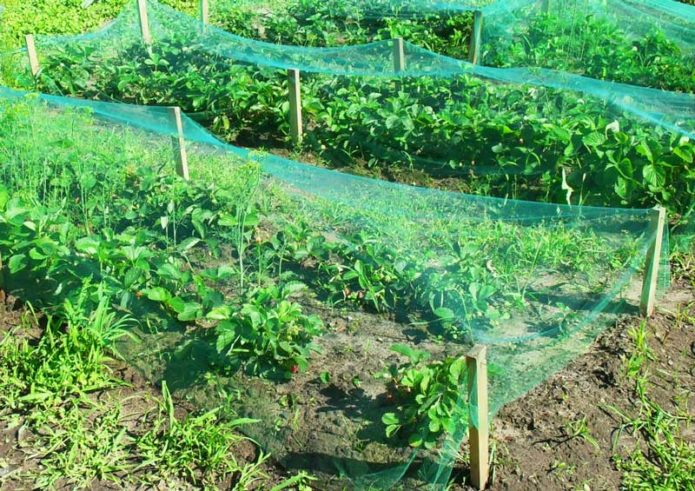 Melindungi tanaman strawberi dari burung dengan jaring