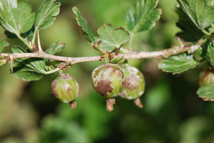 Gooseberry terjejas oleh spheroteca