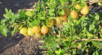 Madu pelbagai jenis Gooseberry