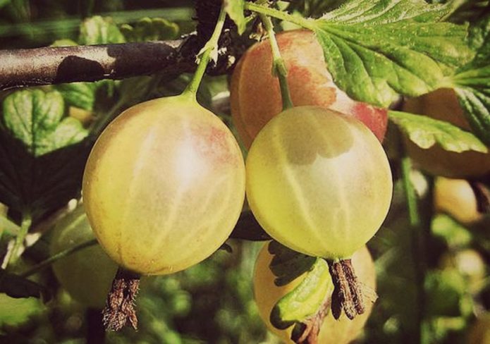 Gooseberry pelbagai kuning Rusia